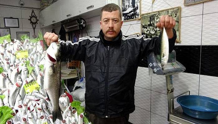 Balık Yokluğu Fiyatlara Yansıdı; Hamsi 35, Palamut 50 Lira