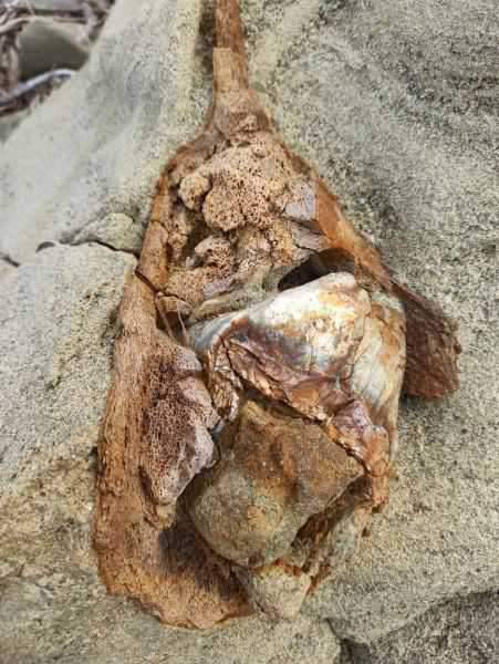 Çanakkale'de 9 Milyon Yıllık Fil Fosili Bulundu