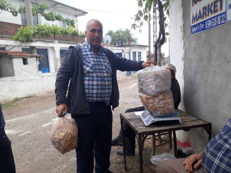 Kaz Dağları'nın 'Altın Mantarı' Köylünün Gelir Kapısı Oldu