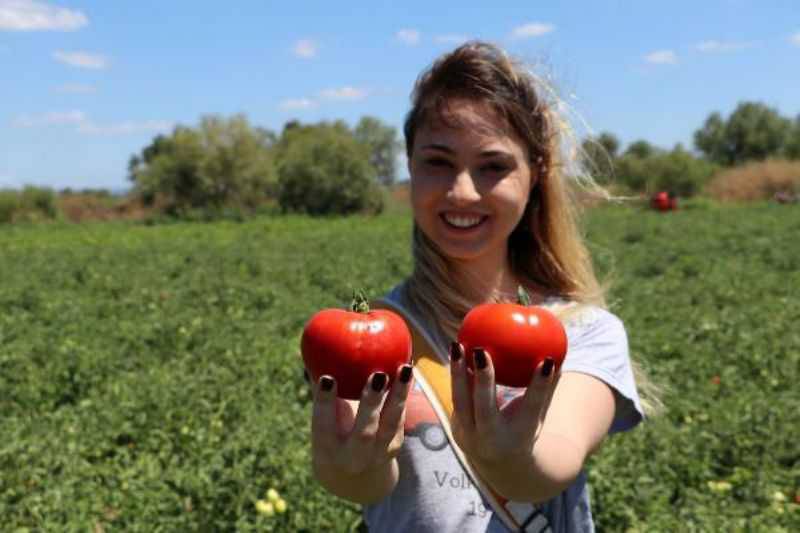 Çanakkale Domatesinin Hasadına Başlandı