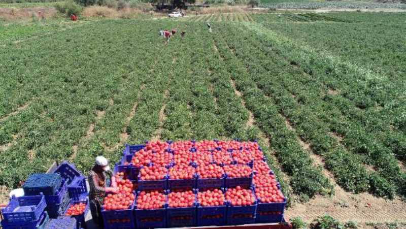 Çanakkale Domatesinin Hasadına Başlandı