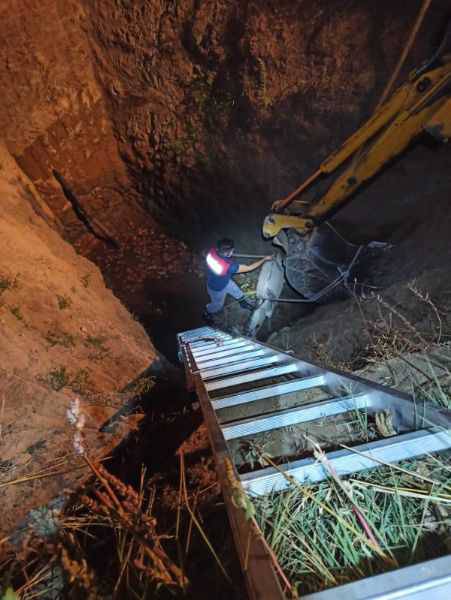 15 Metrelik Çukura Düşen Eşek, İş Makinesiyle Çıkarıldı