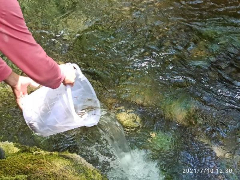 Kazdağları'nda Derelere Yavru Kırmızı Benekli Alabalıklar Bırakıldı