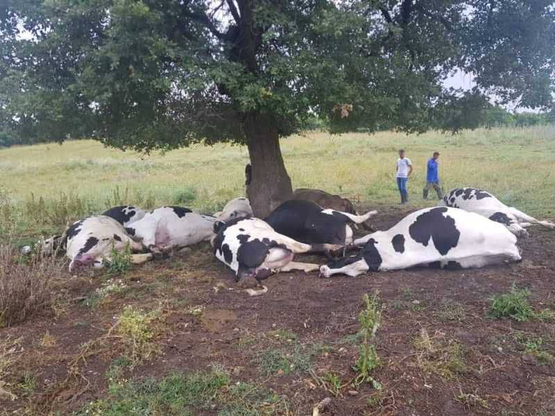 Yıldırım İsabet Eden Ağacın Altındaki 8'i Gebe 10 İnek Öldü