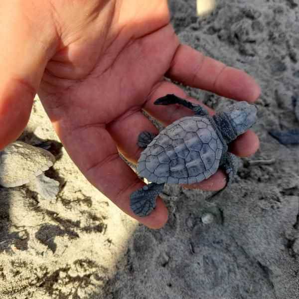 Çanakkale’de İlk Kez Caretta Caretta Yuvası Tespit Edildi