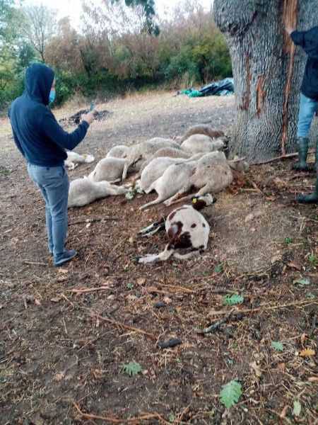 Biga'da Yıldırım Düştü; Ağaç Altındaki 13 Koyun Öldü