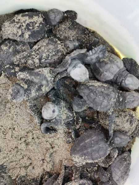 Çanakkale’de İlk Kez Caretta Caretta Yuvası Tespit Edildi