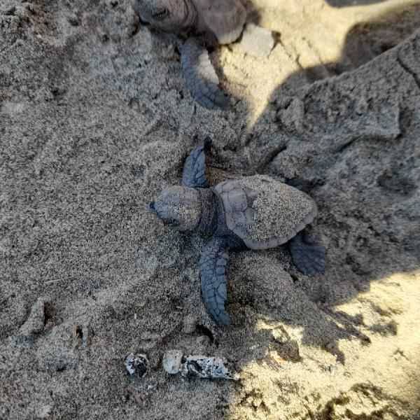 Çanakkale’de İlk Kez Caretta Caretta Yuvası Tespit Edildi