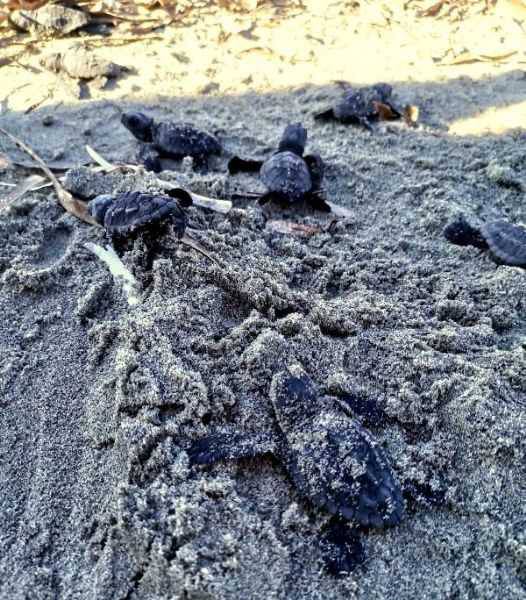 Çanakkale’de İlk Kez Caretta Caretta Yuvası Tespit Edildi