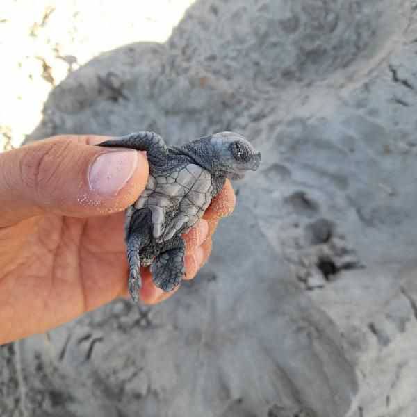 Çanakkale’de İlk Kez Caretta Caretta Yuvası Tespit Edildi