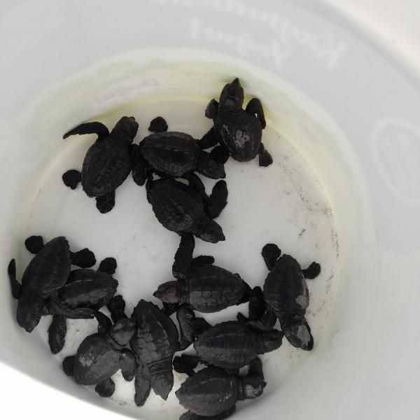Çanakkale’de İlk Kez Caretta Caretta Yuvası Tespit Edildi