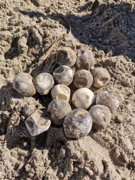 Çanakkale’de İlk Kez Caretta Caretta Yuvası Tespit Edildi