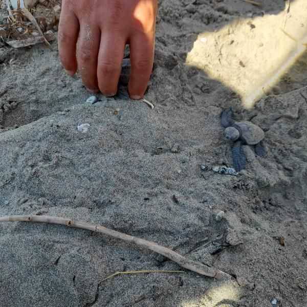 Çanakkale’de İlk Kez Caretta Caretta Yuvası Tespit Edildi