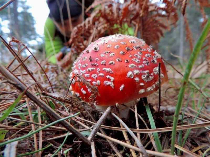 Kazdağları'ndaki Mantarlar Hem Geçim Hem Çekim Kaynağı