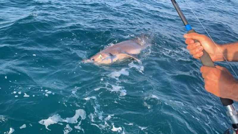 Çanakkale’de Oltaya 4 Metre Uzunluğunda Köpek Balığı Takıldı