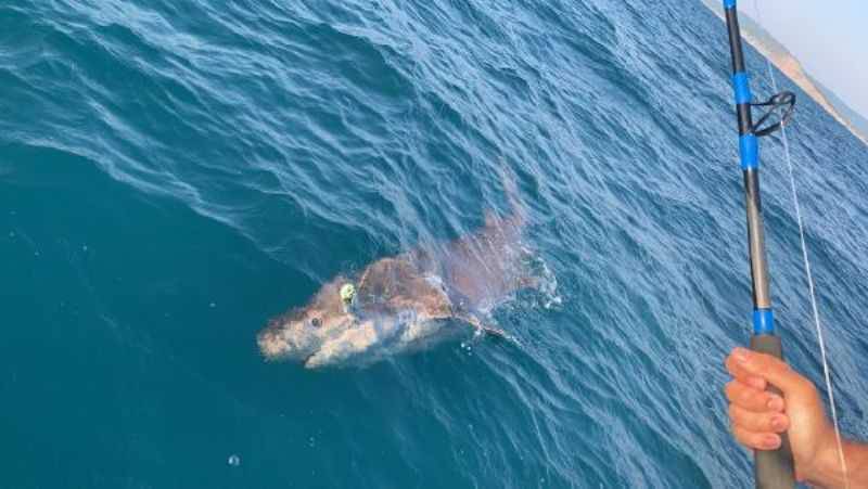 Çanakkale’de Oltaya 4 Metre Uzunluğunda Köpek Balığı Takıldı