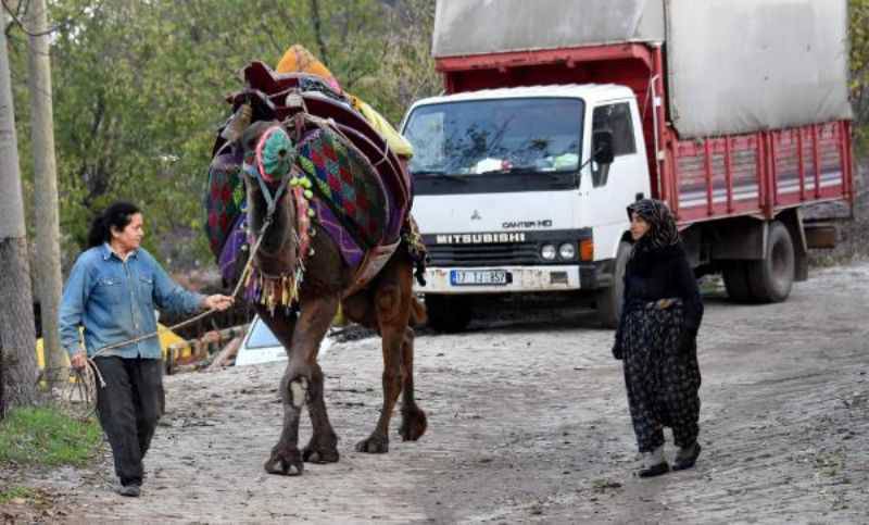 Anne ve Kızı, Develerini Arenalarda Güreştiriyor