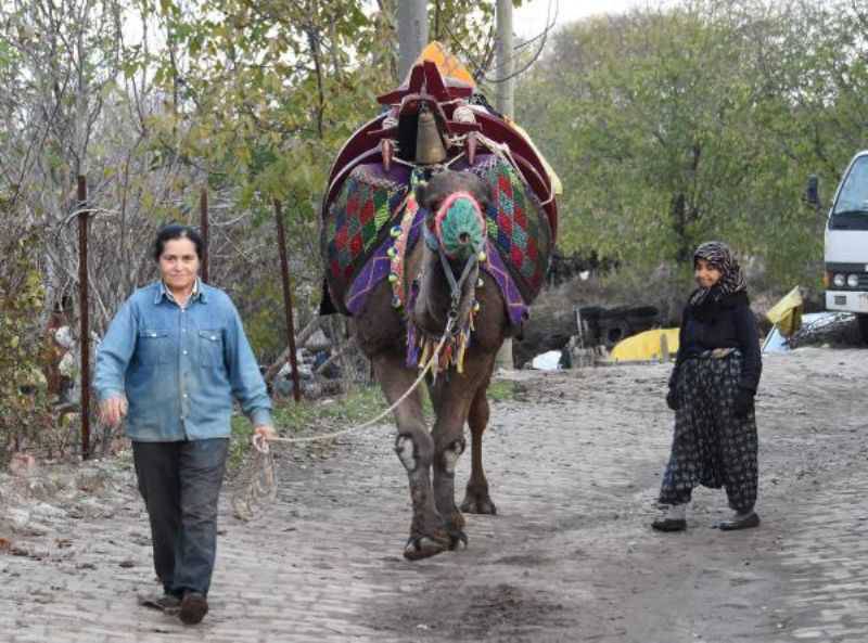 Anne ve Kızı, Develerini Arenalarda Güreştiriyor