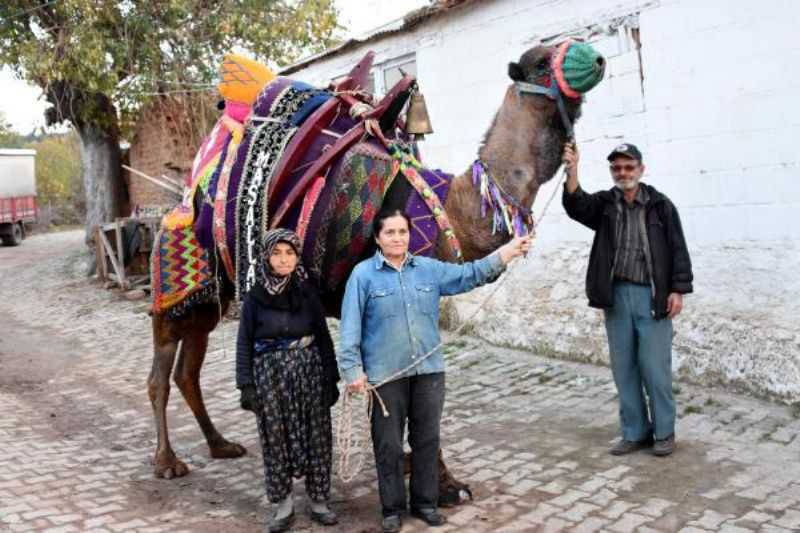 Anne ve Kızı, Develerini Arenalarda Güreştiriyor