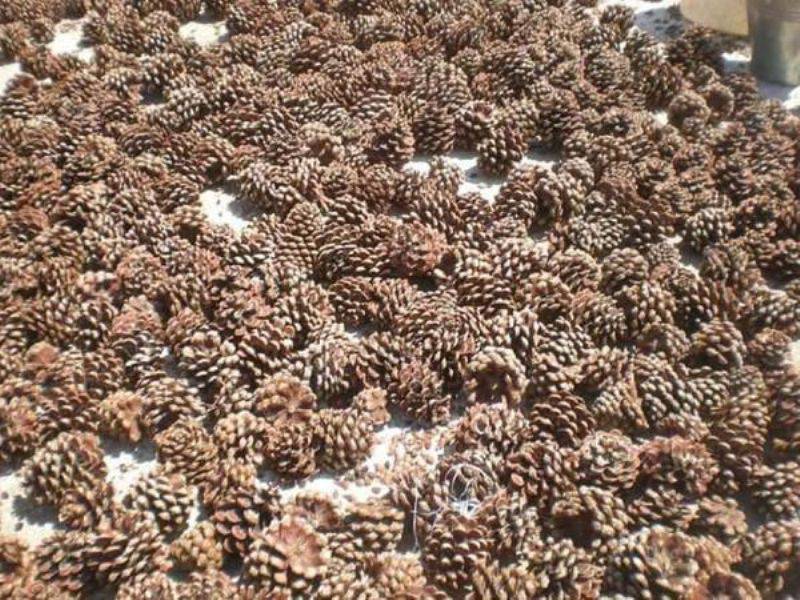 Kaz Dağları'ndaki Çam Fıstıkları Geçim Kaynağı Oldu 