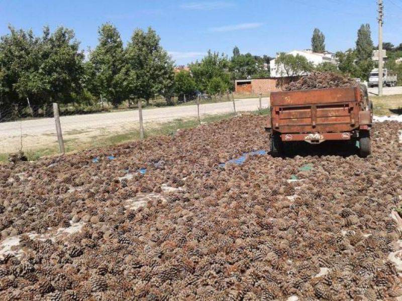 Kaz Dağları'ndaki Çam Fıstıkları Geçim Kaynağı Oldu 