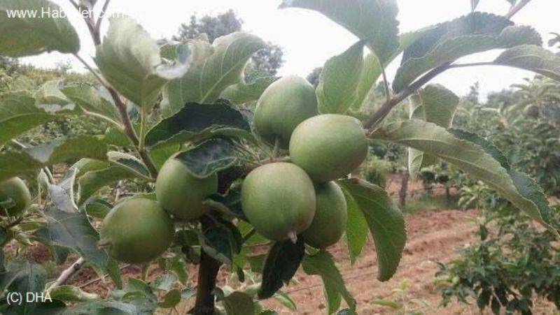 Tescilli Bayramiç Beyazı ve Elması