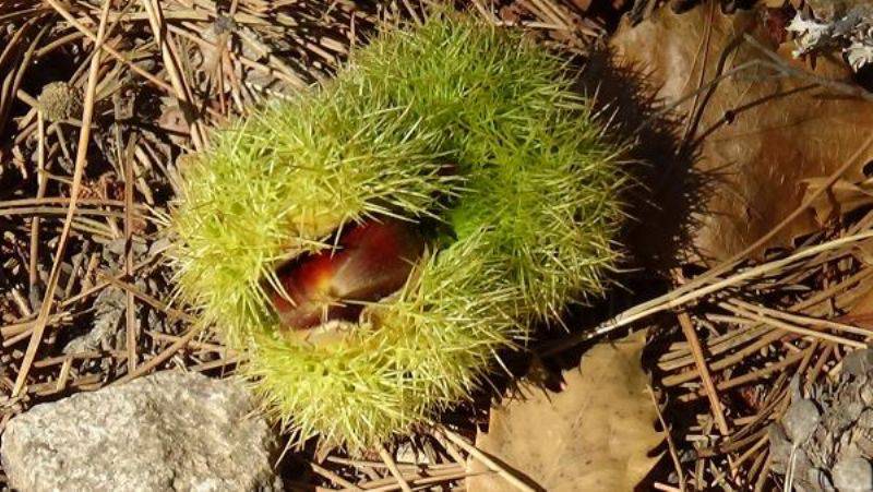 Kaz Dağı Kestanesi, Bölge Halkının Gelir Kaynağı