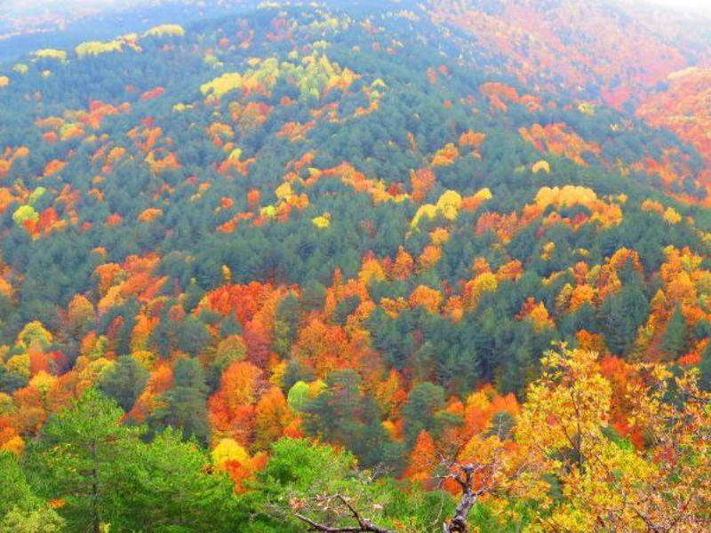 Kaz Dağları Sonbaharda Rengarenk