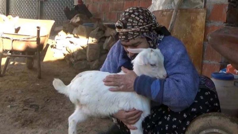 3 Bacaklı Doğan Oğlak Yaşama Tutundu