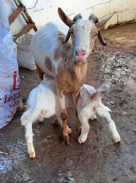 3 Bacaklı Doğan Oğlak Yaşama Tutundu