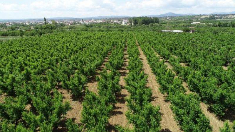 Bayramiç Beyazı, Avrupa Birliği'nde Tescillendi