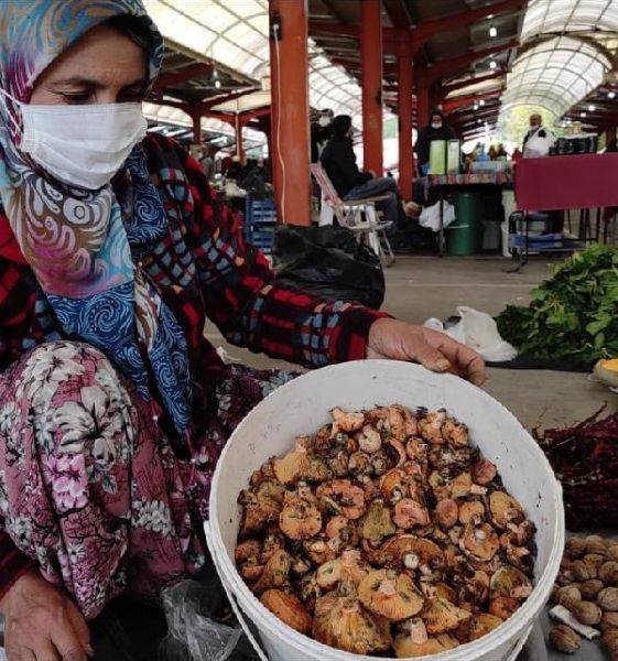 Bayramiç'te Kanlıca Mantarı Köylüye Ek Gelir Kapısı Oldu