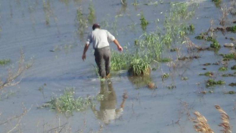 Bayramiç'te Ispanak Su Altında Kaldı, Fiyatı 8 Liraya Çıktı