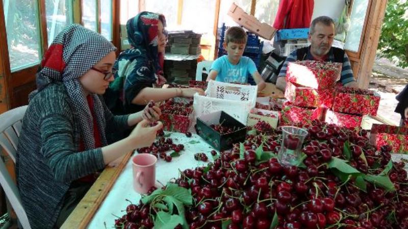 Çay Bardağına Sığmayan 'Lapseki Devi' Sofralara Geliyor