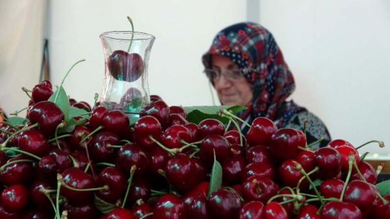 Çay Bardağına Sığmayan 'Lapseki Devi' Sofralara Geliyor