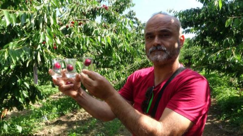 Çay Bardağına Sığmayan 'Lapseki Devi' Sofralara Geliyor