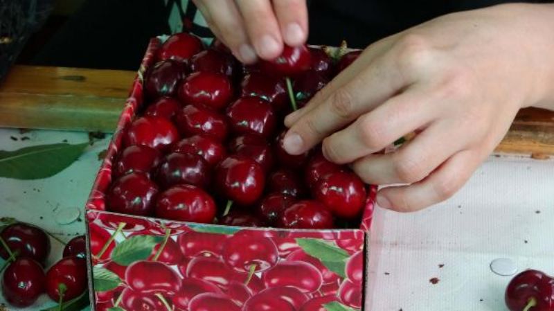 Çay Bardağına Sığmayan 'Lapseki Devi' Sofralara Geliyor