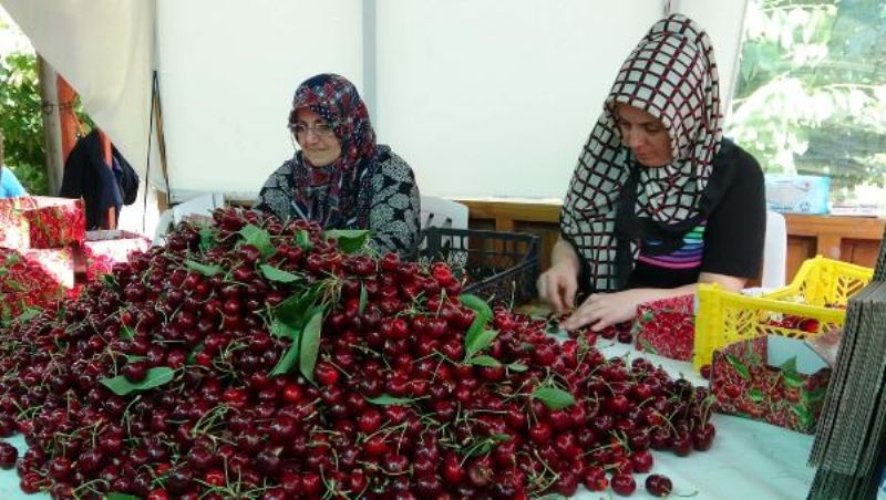 Çay Bardağına Sığmayan 'Lapseki Devi' Sofralara Geliyor