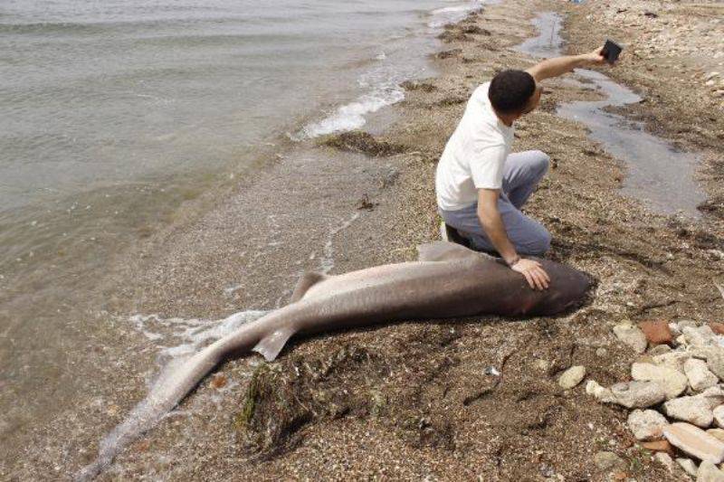 Çanakkale’de 2 Metrelik Köpek Balığı Sahile Vurdu