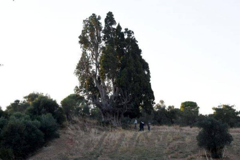 Bin Yıllık Olduğu Öne Sürülen Dev Servi İçin 'Anıt Ağaç' Tescili İsteği