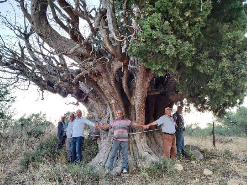 Bin Yıllık Olduğu Öne Sürülen Dev Servi İçin 'Anıt Ağaç' Tescili İsteği
