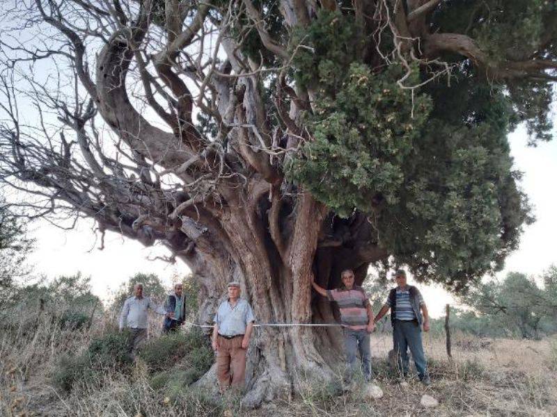 Bin Yıllık Olduğu Öne Sürülen Dev Servi İçin 'Anıt Ağaç' Tescili İsteği