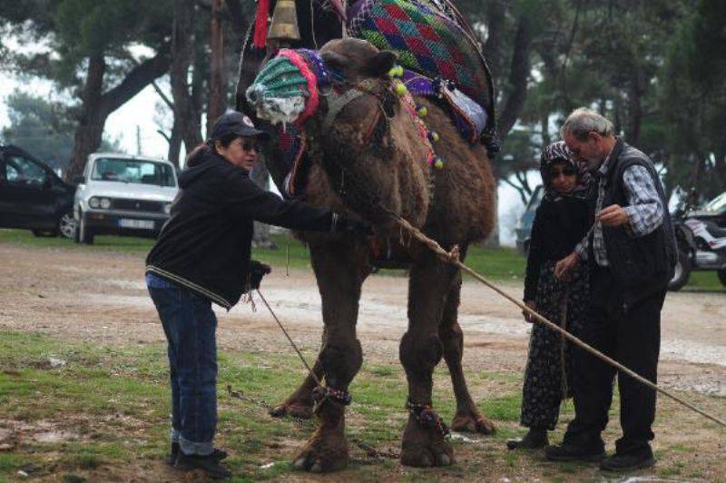 Güreşçi Develeri Yetiştiren Anne-Kız Belgesel Oldu