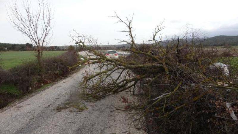 Çanakkale’de Lodos Fırtınası Ağaçları Devirdi