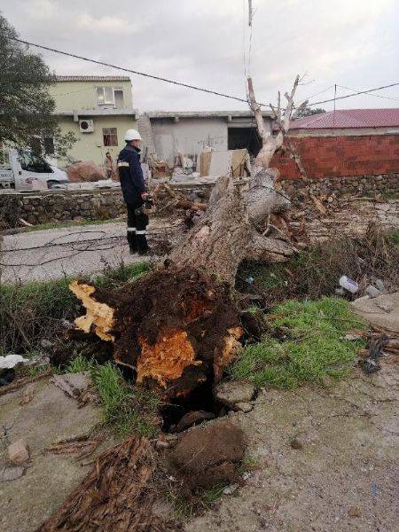 Çanakkale’de Lodos Fırtınası Ağaçları Devirdi