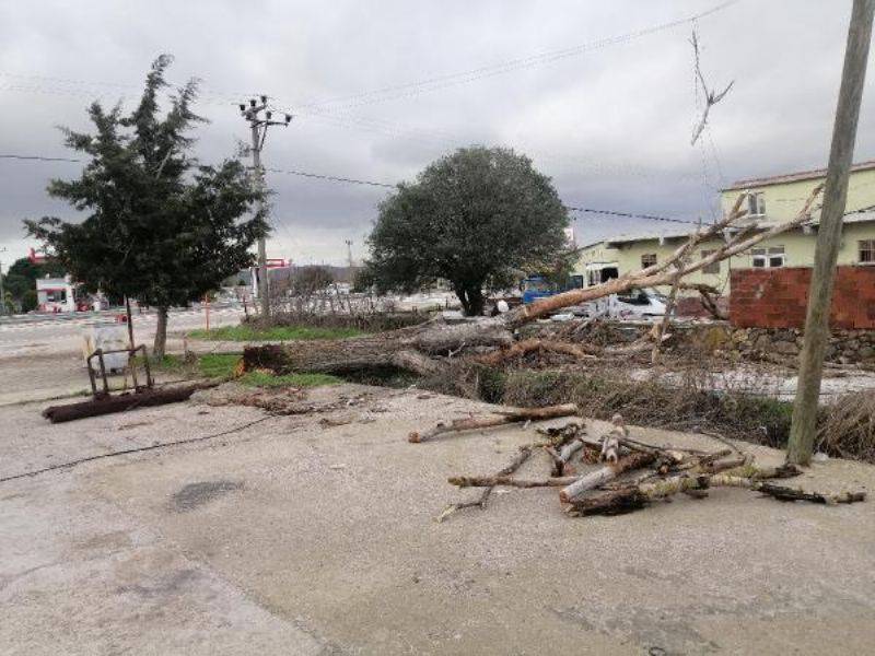 Çanakkale’de Lodos Fırtınası Ağaçları Devirdi