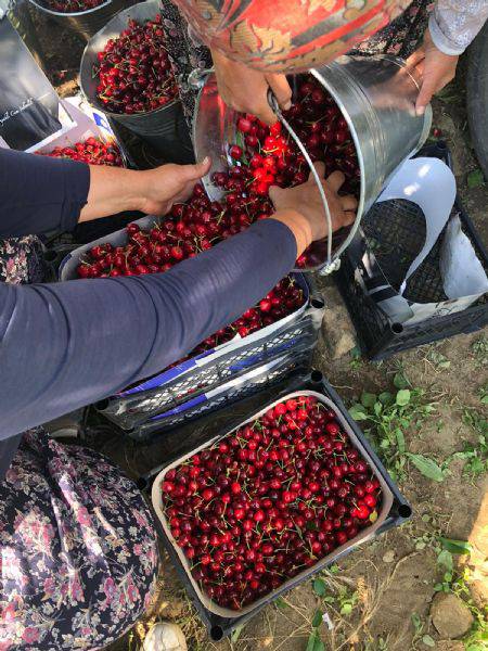 Bayramiç’te Kiraz Hasadı Başladı