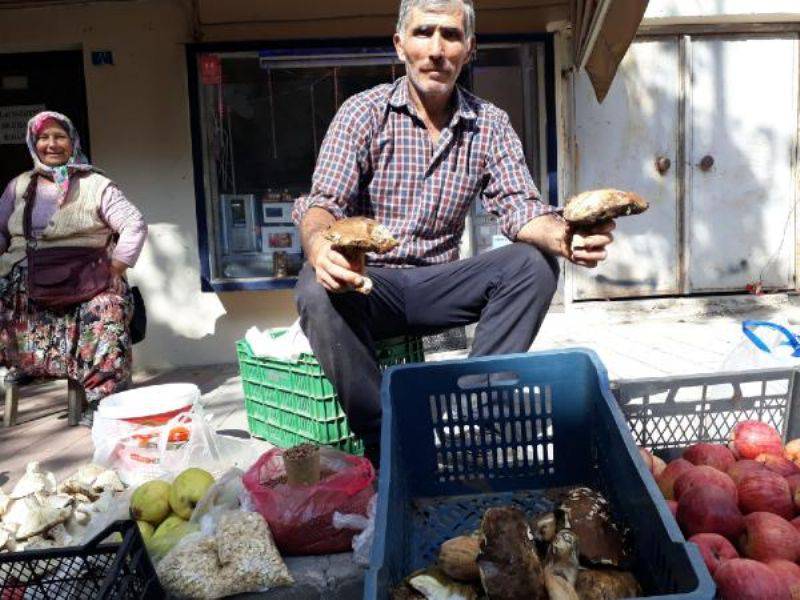 Kazdağları'nda Toplanan Ayı Mantarı Köylülerin Geçim Kaynağı