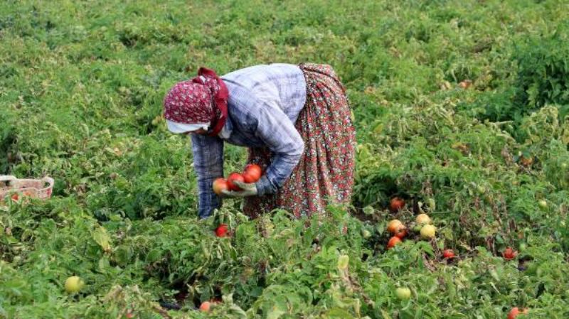 Çanakkale Domatesi Son Turfanda Hasadında Üreticiyi Güldürdü