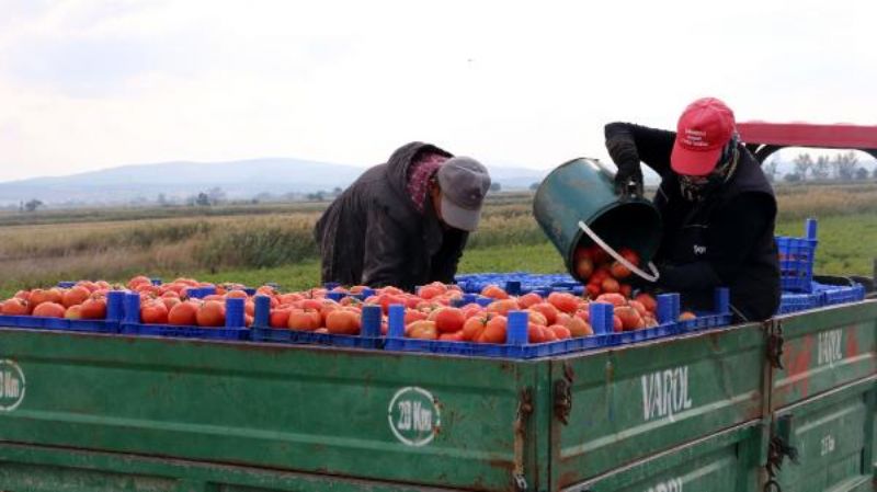 Çanakkale Domatesi Son Turfanda Hasadında Üreticiyi Güldürdü